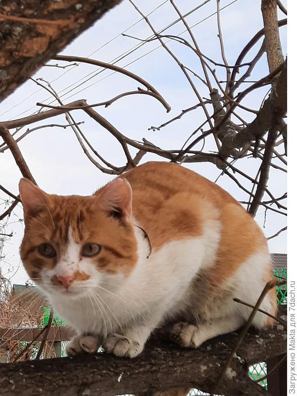 В округе все кошки такие