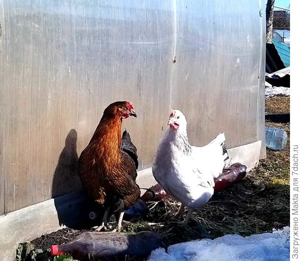 Светины красотки:)