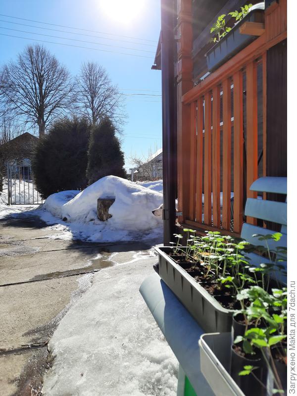Дорожки почищены давно, а сугробы просто не сдадутся, придётся граблями разбивать завтра корку вокруг кустарников