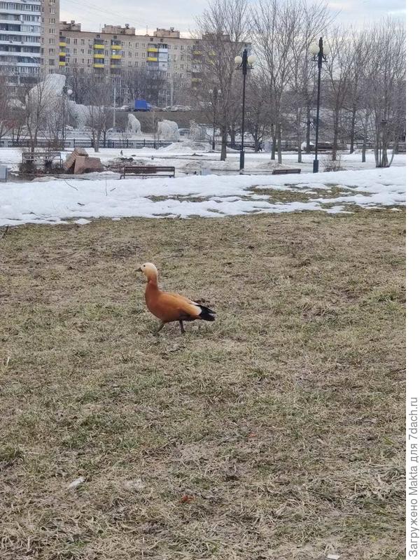 А это от моей младшей дочки из Москвы. Огарь бегает по берегу Яузы:)