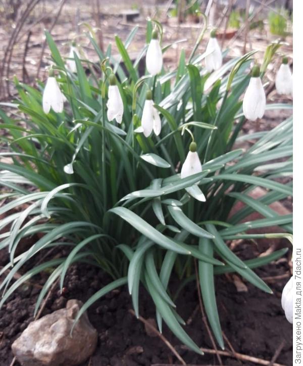 С Днём рождения, Бела! С юбилеем!