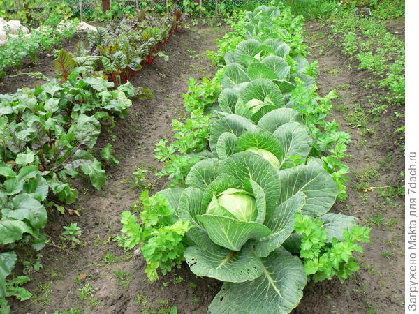 К капусте обычно подсеваю укроп или сельдерей