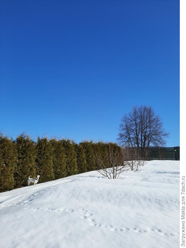 Рано утром ещё крепкий наст, следы вчерашние, вечерниее