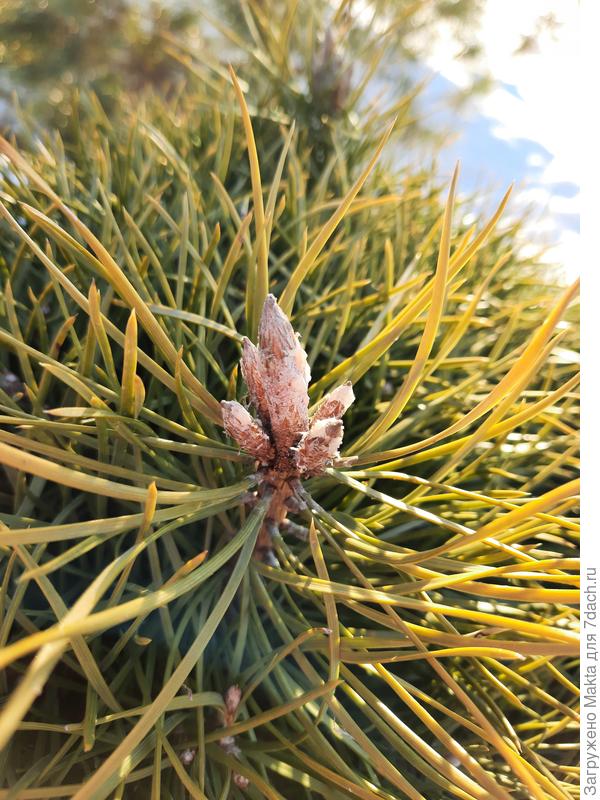 Почки сосны обыкновенной