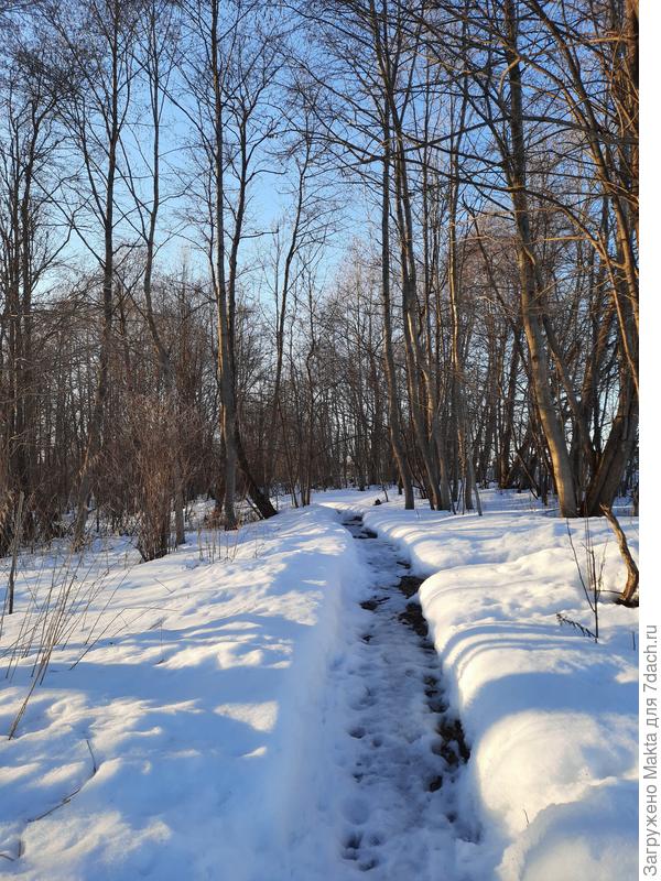 Тропка в лес уже похожа на весеннюю