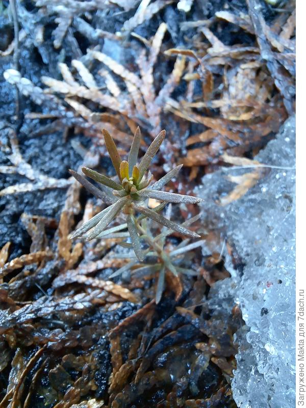 Туя из семечка пережила зиму, лёд над ней растаял