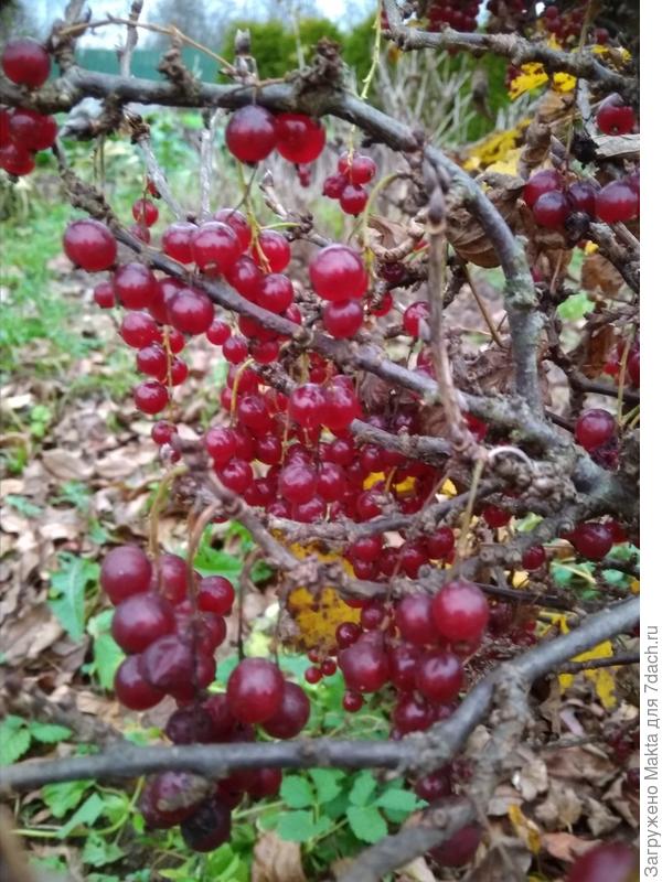Конец октября, последние ягоды.