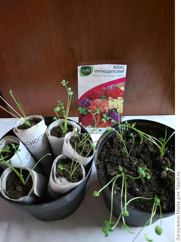 Флокс Искусство теней