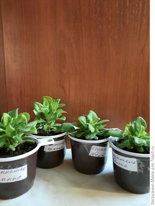 Всё же листва не сравнится с петуньями. Живы-здоровы петхоашки.