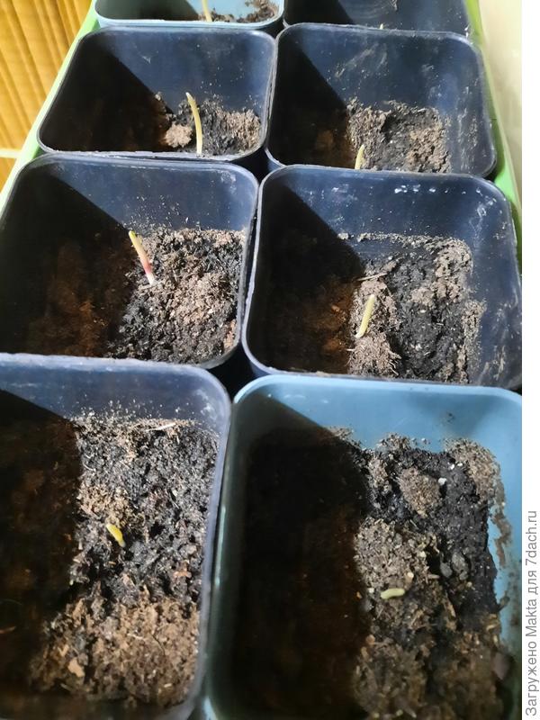 Всходы кукурузы сейчас