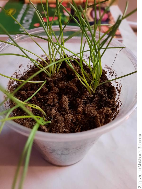 Лук неизвестного сорта из "Ленты"