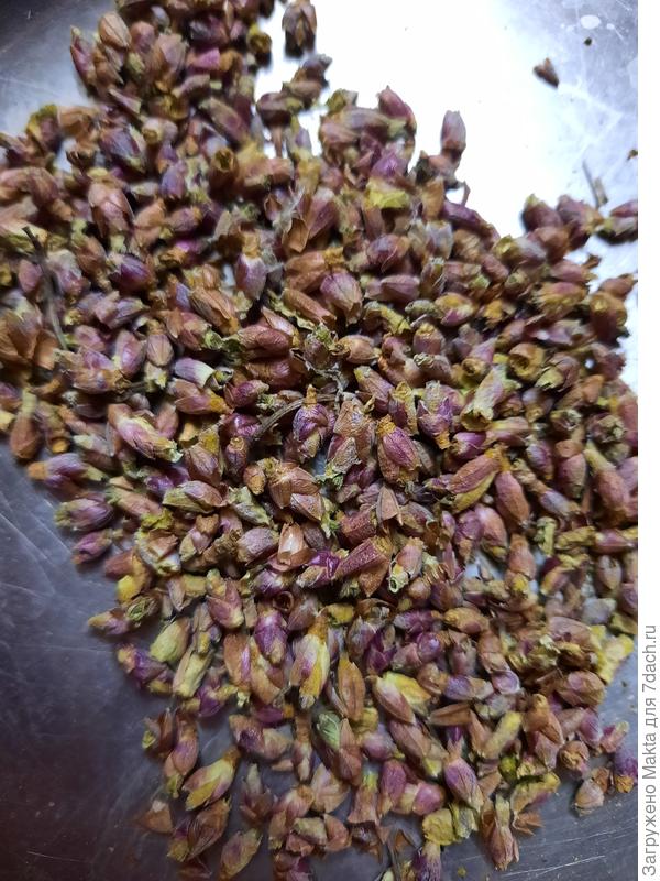 Это закрытые почки с 3-х кустов, которые не опрыскивала осенью.