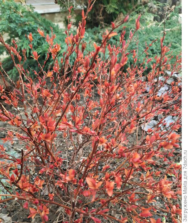 Спирея Ред Флэйм всегда красная весной и летом после обрезки