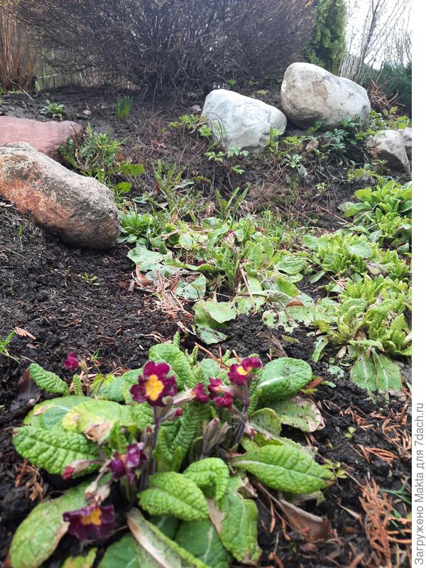 Обнаружила первые помятые цветы примул.