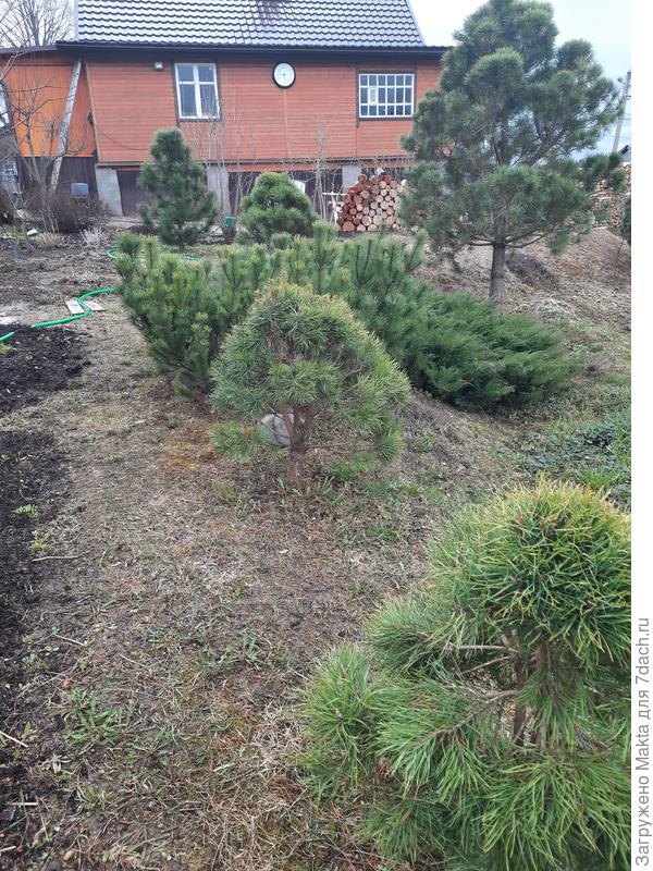 Хвойным дождь на пользу