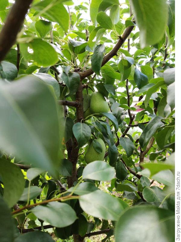 Чижовская летом 2020.