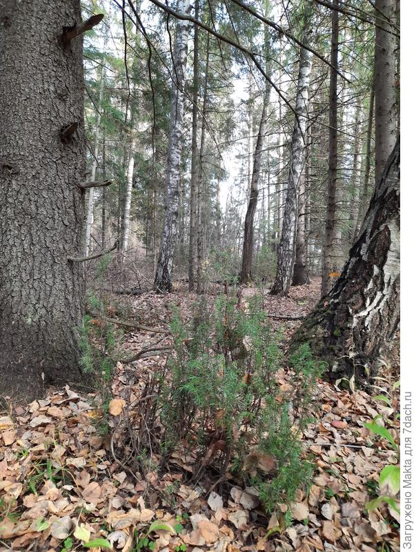 Октябрь 2020. Можжевельник Обыкн., обкусанный, восстанавливающийся.