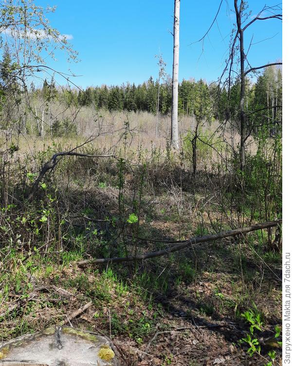 Пенек фото не принял:)