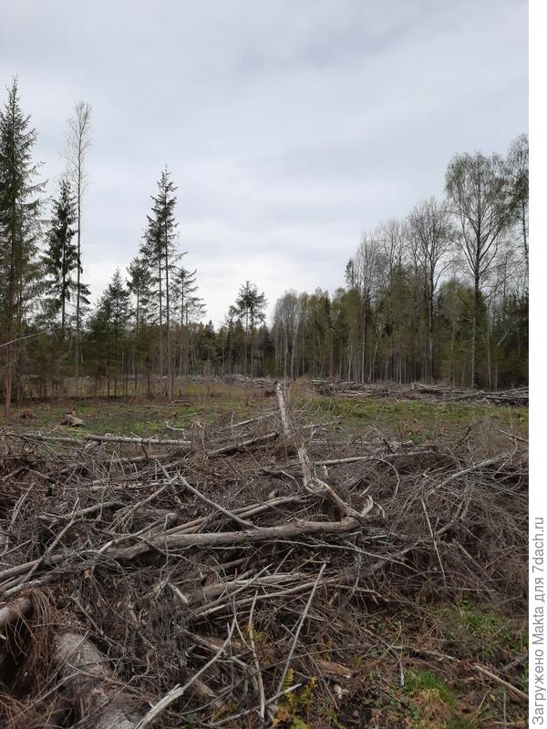 Площадь вырубки огромна. И она в трёх км от нашего дома.