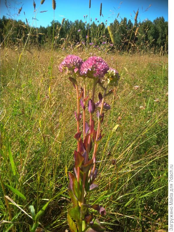 30 июля 2018. Похож на молочай, высота см 40