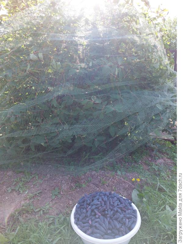 Куст диаметром чуть больше 1 м, высота 1,65м. Ещё подрастёт до 1,7-1,8м. Дроздов много, мягко говоря, поэтому укрыт сеткой.