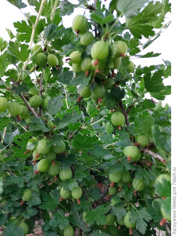 Крыжовник Белорусский красный