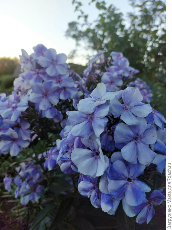 Флокс &quot;Гжель&quot; рано расцвел