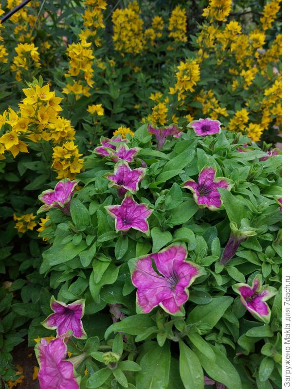 Крейзитуния Кермит Роуз вынесла все непогоды. Плотная &quot;шапка&quot; ветра не боится