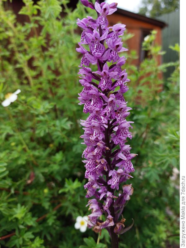 Ятрышник, северная орхидея, отцветает на клумбе. . Этот - самый крупный экземпляр.