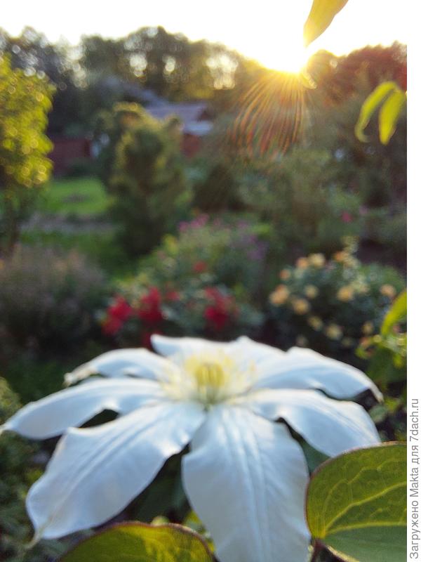 После всех непогод затишье. Клематис Королева Ядвига