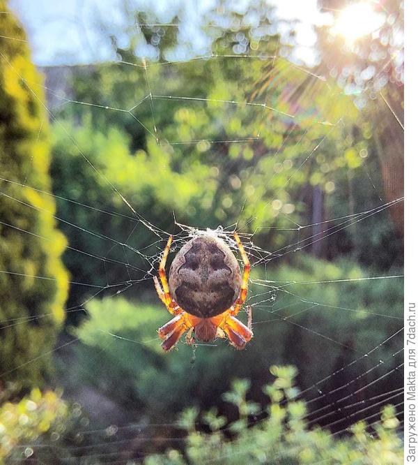 Как пройти мимо такого чуда?!