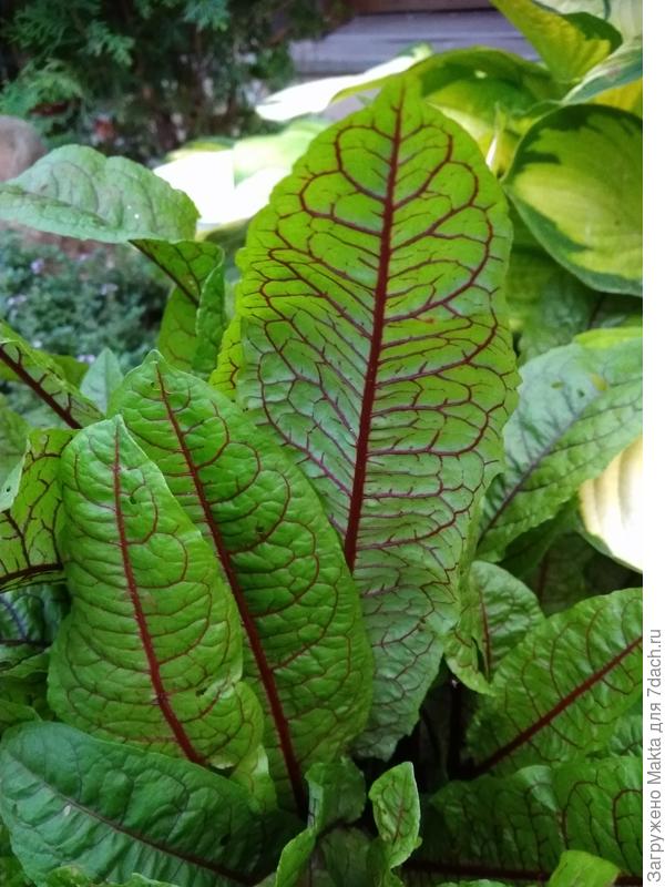 Щавель Кровавая Мери. К осени краснеет.