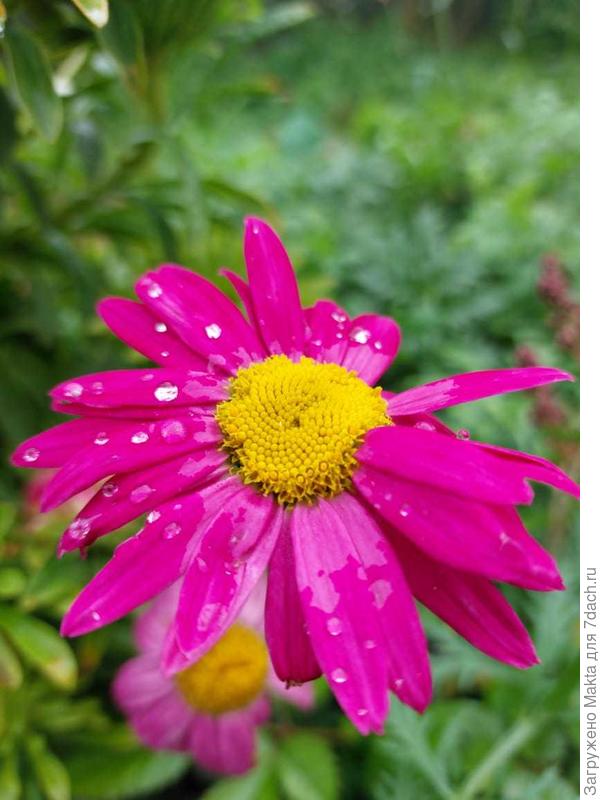 Кусты разрослись пышно.