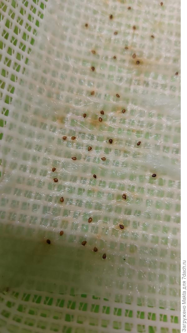 Семена лежат в обычном проращивателе на влажной бумажном полотенце с 11 января.  Уже видны трещинки в оболочке.