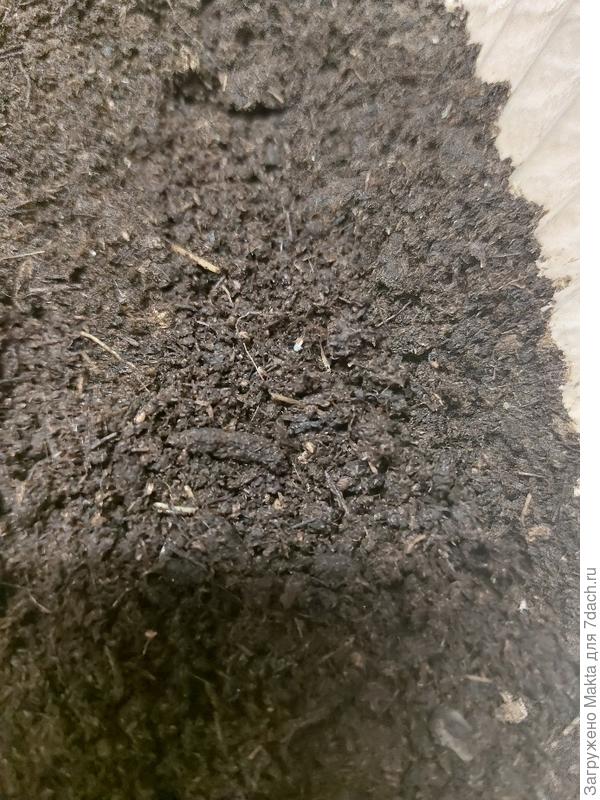 Белый "клювик" корешка в самой середине судка