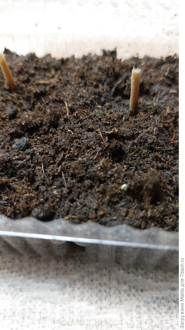 Примулы F1 cepии &quot;Тет-а-тет&quot;