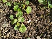 Всходы августа