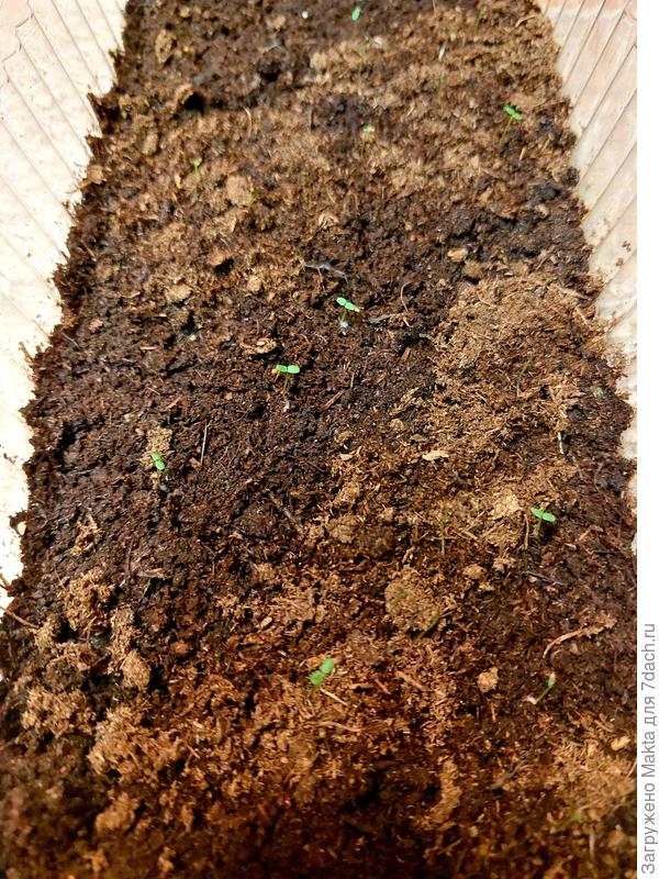 Золотая полянка 2.02.2022