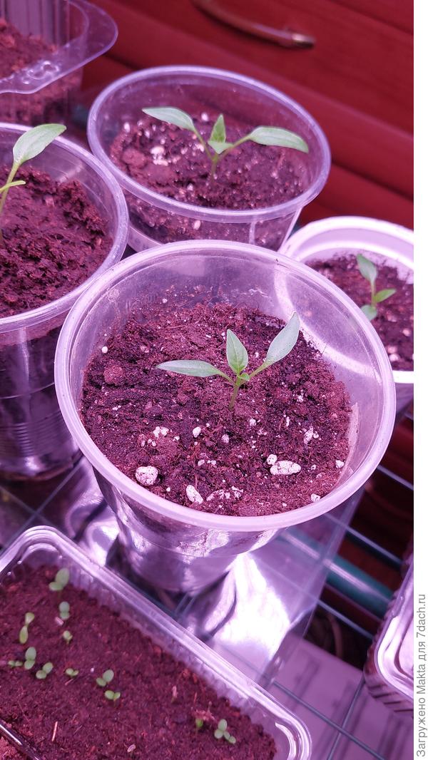 "Феникс" и "Арлекин"