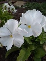 Тоже без названия