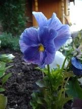 Не помню сорт