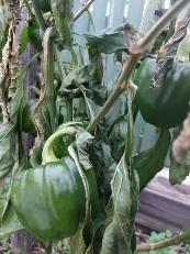 1 октября 2021г. после второго заморозка.