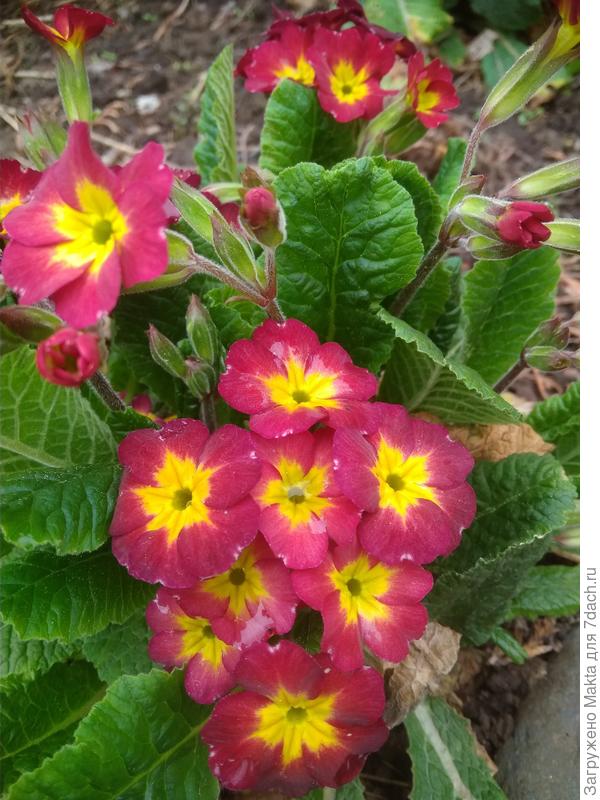 Ушковая примула