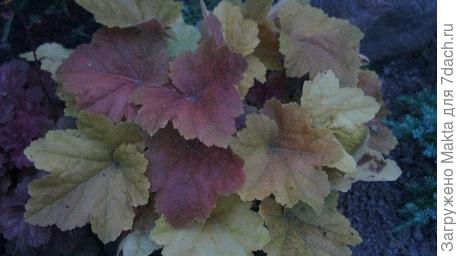 &quot;Карамель&quot;