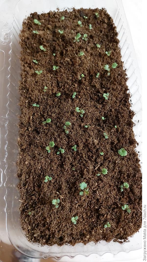 Всходы разного возраста.