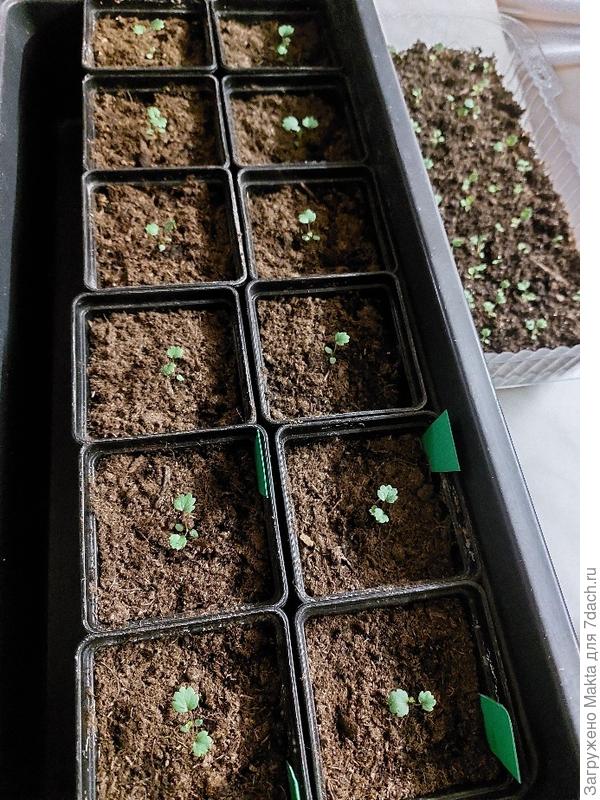 Пересажены вчера,из судка, что справа. Фото сейчас, 18.02