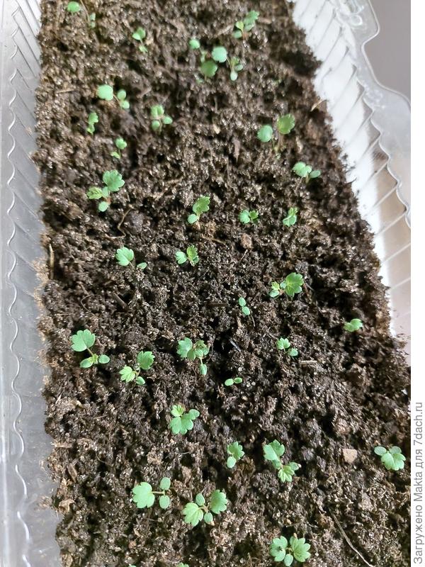 Общий судок с оставшимися. Неделю стоят без укрытия. Вчера сверху добавила биогумус.