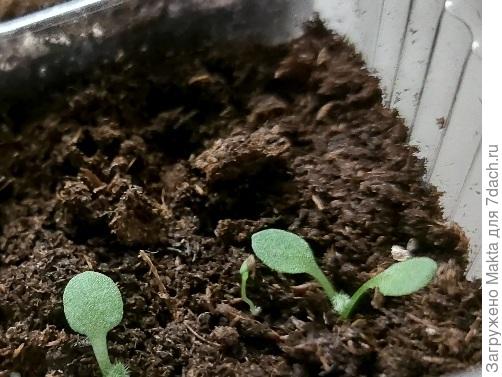 Так и на участке всходит самосев, главное, заметить вовремя.