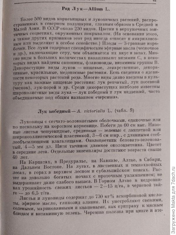 О черемше, какая она бывает...