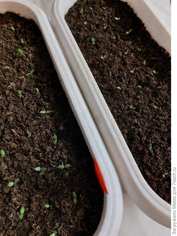 Слева - корневой Силач, справа - черешковый Сочный,